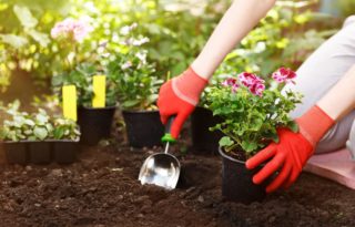 Pourquoi faire du jardinage ?