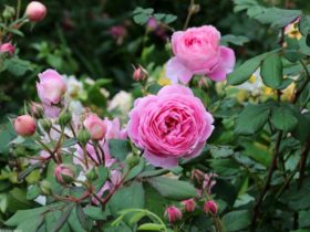 Prenez soin de vos rosiers