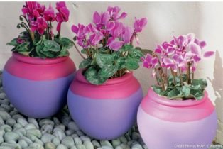 Comment entretenir des pots de fleurs ?