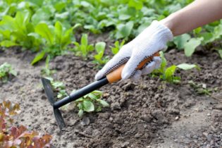 Travaux de jardinage : tout connaitre sur les plantes et leurs maladies