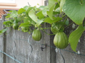 Chayote, cristophine ou chouchou : voici un légume qu’on adore