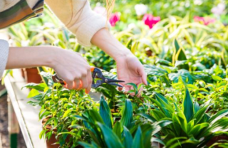 Astuces pour bien s’occuper de son jardin
