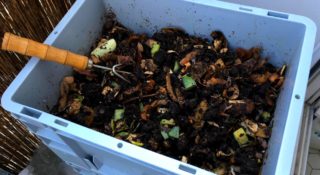 Le vermicompostage : késako ?