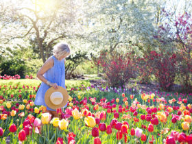 Le jardin au printemps